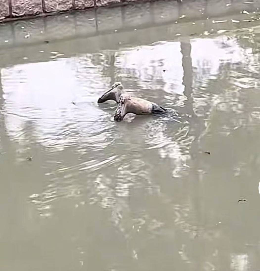 女王公园巡游者 vs 南安普敦
_上海一男子报警称发现“浮尸”!多部门“全副武装”赶来女王公园巡游者 vs 南安普敦
,结局反转:捞起一双长筒雨鞋