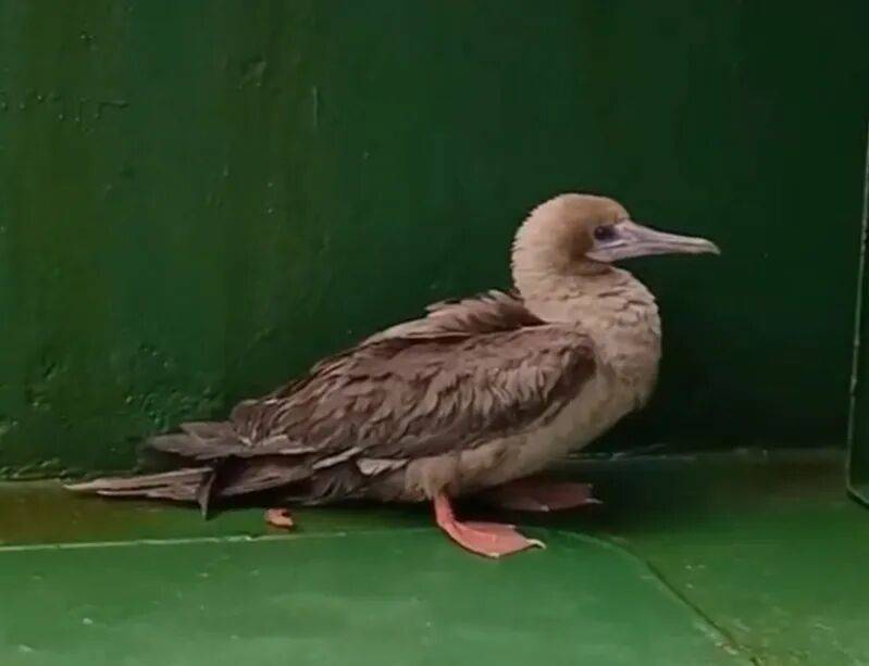 皇冠信用網代理平台_时隔114年皇冠信用網代理平台，它再次现身中国，罕见物种重现引关注